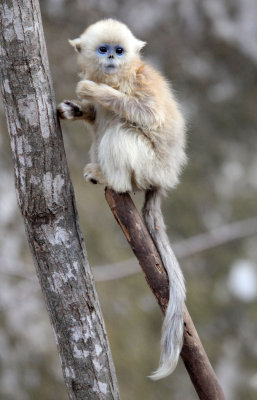 PRIMATE - MONKEY - GOLDEN SNUB-NOSED MONKEY - FOPING NATURE RESERVE, SHAANXI CHINA (179).JPG