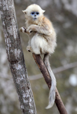 PRIMATE - MONKEY - GOLDEN SNUB-NOSED MONKEY - FOPING NATURE RESERVE, SHAANXI CHINA (180).JPG