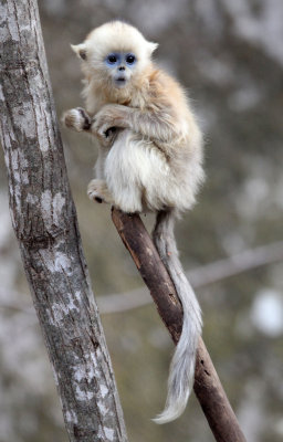 PRIMATE - MONKEY - GOLDEN SNUB-NOSED MONKEY - FOPING NATURE RESERVE, SHAANXI CHINA (181).JPG