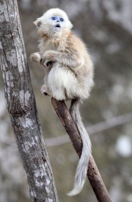 PRIMATE - MONKEY - GOLDEN SNUB-NOSED MONKEY - FOPING NATURE RESERVE, SHAANXI CHINA (184).JPG