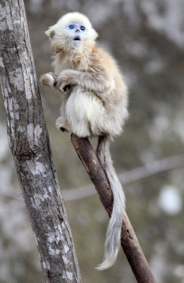 PRIMATE - MONKEY - GOLDEN SNUB-NOSED MONKEY - FOPING NATURE RESERVE, SHAANXI CHINA (185).JPG
