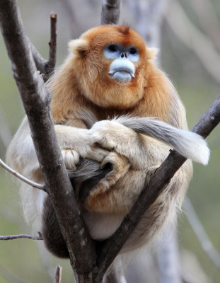 PRIMATE - MONKEY - GOLDEN SNUB-NOSED MONKEY - FOPING NATURE RESERVE, SHAANXI CHINA (187).JPG