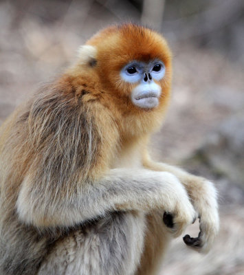 PRIMATE - MONKEY - GOLDEN SNUB-NOSED MONKEY - FOPING NATURE RESERVE, SHAANXI CHINA (19).JPG