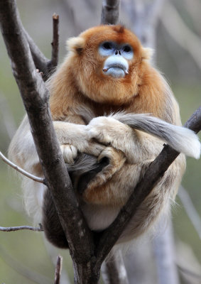 PRIMATE - MONKEY - GOLDEN SNUB-NOSED MONKEY - FOPING NATURE RESERVE, SHAANXI CHINA (190).JPG