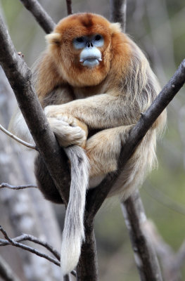 PRIMATE - MONKEY - GOLDEN SNUB-NOSED MONKEY - FOPING NATURE RESERVE, SHAANXI CHINA (193).JPG