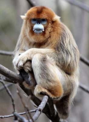 PRIMATE - MONKEY - GOLDEN SNUB-NOSED MONKEY - FOPING NATURE RESERVE, SHAANXI CHINA (194).JPG