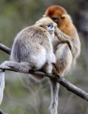 PRIMATE - MONKEY - GOLDEN SNUB-NOSED MONKEY - FOPING NATURE RESERVE, SHAANXI CHINA (197).JPG