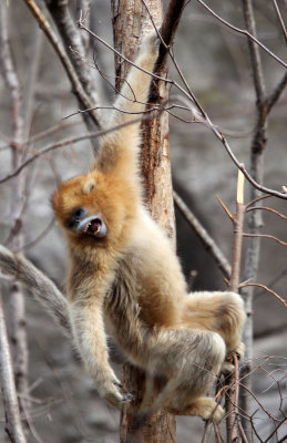 PRIMATE - MONKEY - GOLDEN SNUB-NOSED MONKEY - FOPING NATURE RESERVE, SHAANXI CHINA (199).JPG