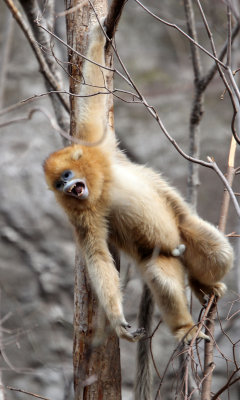 PRIMATE - MONKEY - GOLDEN SNUB-NOSED MONKEY - FOPING NATURE RESERVE, SHAANXI CHINA (201).JPG