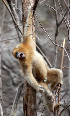 PRIMATE - MONKEY - GOLDEN SNUB-NOSED MONKEY - FOPING NATURE RESERVE, SHAANXI CHINA (203).JPG