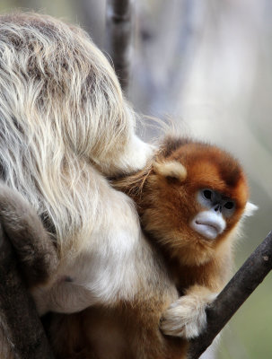PRIMATE - MONKEY - GOLDEN SNUB-NOSED MONKEY - FOPING NATURE RESERVE, SHAANXI CHINA (215).JPG