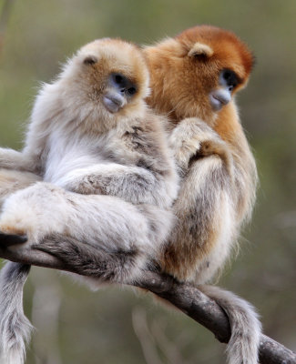 PRIMATE - MONKEY - GOLDEN SNUB-NOSED MONKEY - FOPING NATURE RESERVE, SHAANXI CHINA (223).JPG