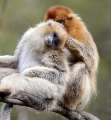 PRIMATE - MONKEY - GOLDEN SNUB-NOSED MONKEY - FOPING NATURE RESERVE, SHAANXI CHINA (224).JPG