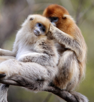 PRIMATE - MONKEY - GOLDEN SNUB-NOSED MONKEY - FOPING NATURE RESERVE, SHAANXI CHINA (228).JPG