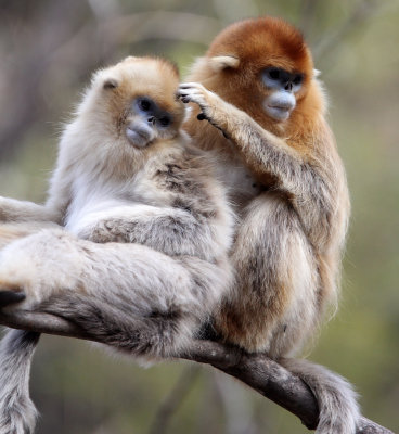 PRIMATE - MONKEY - GOLDEN SNUB-NOSED MONKEY - FOPING NATURE RESERVE, SHAANXI CHINA (229).JPG