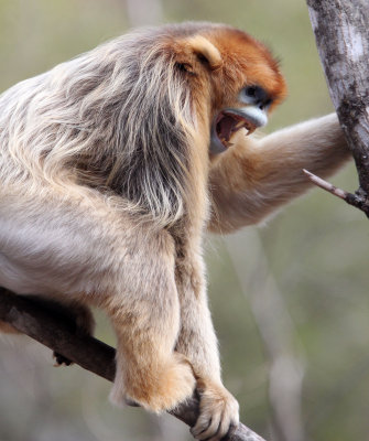 PRIMATE - MONKEY - GOLDEN SNUB-NOSED MONKEY - FOPING NATURE RESERVE, SHAANXI CHINA (234).JPG