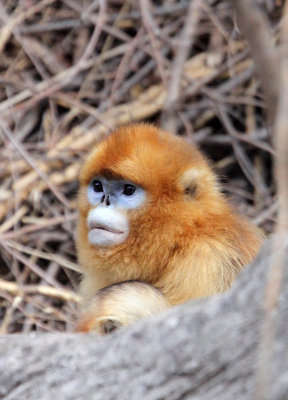 PRIMATE - MONKEY - GOLDEN SNUB-NOSED MONKEY - FOPING NATURE RESERVE, SHAANXI CHINA (24).JPG