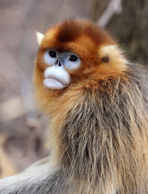 PRIMATE - MONKEY - GOLDEN SNUB-NOSED MONKEY - FOPING NATURE RESERVE, SHAANXI CHINA (242).JPG