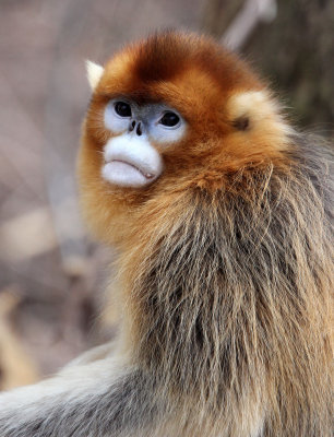 PRIMATE - MONKEY - GOLDEN SNUB-NOSED MONKEY - FOPING NATURE RESERVE, SHAANXI CHINA (243).JPG