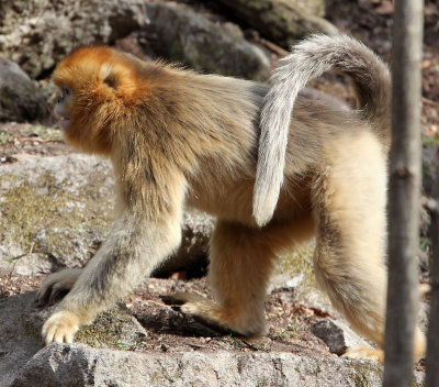 PRIMATE - MONKEY - GOLDEN SNUB-NOSED MONKEY - FOPING NATURE RESERVE, SHAANXI CHINA (247).JPG