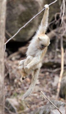 PRIMATE - MONKEY - GOLDEN SNUB-NOSED MONKEY - FOPING NATURE RESERVE, SHAANXI CHINA (253).JPG