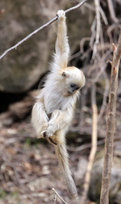 PRIMATE - MONKEY - GOLDEN SNUB-NOSED MONKEY - FOPING NATURE RESERVE, SHAANXI CHINA (254).JPG