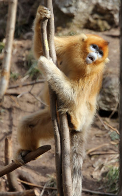 PRIMATE - MONKEY - GOLDEN SNUB-NOSED MONKEY - FOPING NATURE RESERVE, SHAANXI CHINA (262).JPG