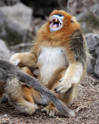 PRIMATE - MONKEY - GOLDEN SNUB-NOSED MONKEY - FOPING NATURE RESERVE, SHAANXI CHINA (3).JPG