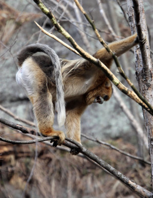 PRIMATE - MONKEY - GOLDEN SNUB-NOSED MONKEY - FOPING NATURE RESERVE, SHAANXI CHINA (33).JPG