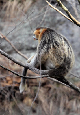 PRIMATE - MONKEY - GOLDEN SNUB-NOSED MONKEY - FOPING NATURE RESERVE, SHAANXI CHINA (35).JPG