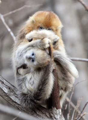 PRIMATE - MONKEY - GOLDEN SNUB-NOSED MONKEY - FOPING NATURE RESERVE, SHAANXI CHINA (42).JPG