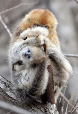 PRIMATE - MONKEY - GOLDEN SNUB-NOSED MONKEY - FOPING NATURE RESERVE, SHAANXI CHINA (43).JPG