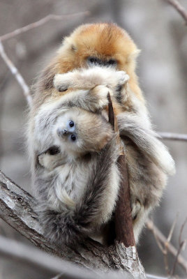 PRIMATE - MONKEY - GOLDEN SNUB-NOSED MONKEY - FOPING NATURE RESERVE, SHAANXI CHINA (44).JPG