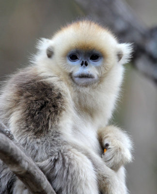 PRIMATE - MONKEY - GOLDEN SNUB-NOSED MONKEY - FOPING NATURE RESERVE, SHAANXI CHINA (47).JPG