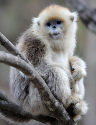 PRIMATE - MONKEY - GOLDEN SNUB-NOSED MONKEY - FOPING NATURE RESERVE, SHAANXI CHINA (49).JPG