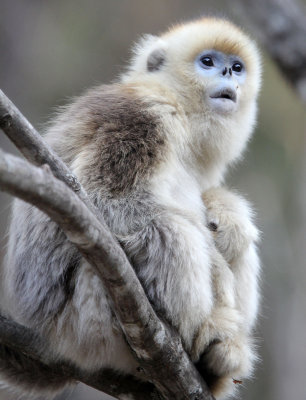 PRIMATE - MONKEY - GOLDEN SNUB-NOSED MONKEY - FOPING NATURE RESERVE, SHAANXI CHINA (52).JPG