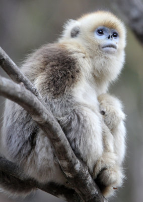 PRIMATE - MONKEY - GOLDEN SNUB-NOSED MONKEY - FOPING NATURE RESERVE, SHAANXI CHINA (53).JPG