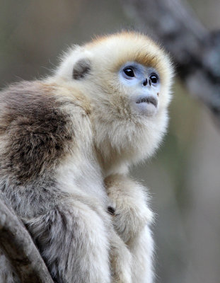 PRIMATE - MONKEY - GOLDEN SNUB-NOSED MONKEY - FOPING NATURE RESERVE, SHAANXI CHINA (56).JPG