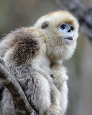 PRIMATE - MONKEY - GOLDEN SNUB-NOSED MONKEY - FOPING NATURE RESERVE, SHAANXI CHINA (58).JPG