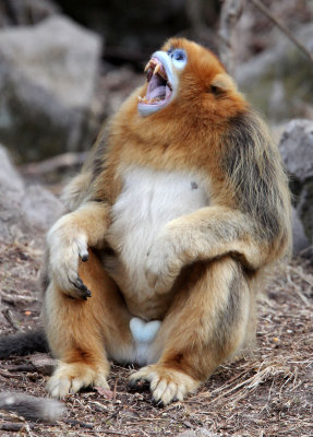 PRIMATE - MONKEY - GOLDEN SNUB-NOSED MONKEY - FOPING NATURE RESERVE, SHAANXI CHINA (6).JPG