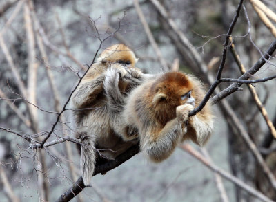 PRIMATE - MONKEY - GOLDEN SNUB-NOSED MONKEY - FOPING NATURE RESERVE, SHAANXI CHINA (60).JPG