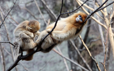 PRIMATE - MONKEY - GOLDEN SNUB-NOSED MONKEY - FOPING NATURE RESERVE, SHAANXI CHINA (62).JPG