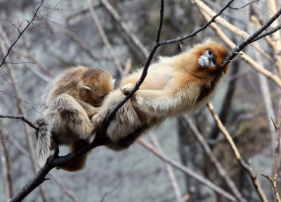 PRIMATE - MONKEY - GOLDEN SNUB-NOSED MONKEY - FOPING NATURE RESERVE, SHAANXI CHINA (64).JPG