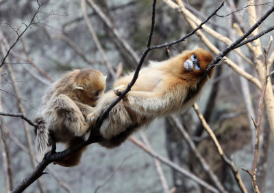 PRIMATE - MONKEY - GOLDEN SNUB-NOSED MONKEY - FOPING NATURE RESERVE, SHAANXI CHINA (65).JPG