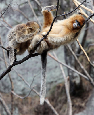 PRIMATE - MONKEY - GOLDEN SNUB-NOSED MONKEY - FOPING NATURE RESERVE, SHAANXI CHINA (66).JPG