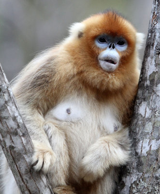 PRIMATE - MONKEY - GOLDEN SNUB-NOSED MONKEY - FOPING NATURE RESERVE, SHAANXI CHINA (69).JPG