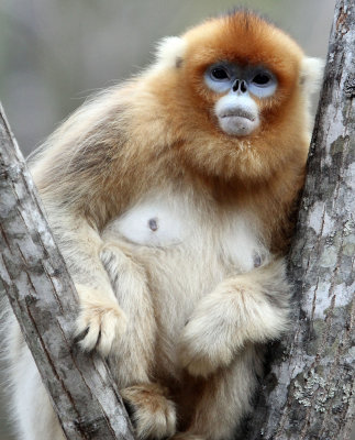 PRIMATE - MONKEY - GOLDEN SNUB-NOSED MONKEY - FOPING NATURE RESERVE, SHAANXI CHINA (70).JPG