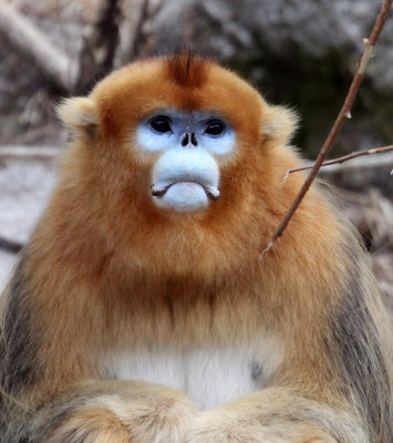 PRIMATE - MONKEY - GOLDEN SNUB-NOSED MONKEY - FOPING NATURE RESERVE, SHAANXI CHINA (81).JPG