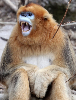 PRIMATE - MONKEY - GOLDEN SNUB-NOSED MONKEY - FOPING NATURE RESERVE, SHAANXI CHINA (83).JPG