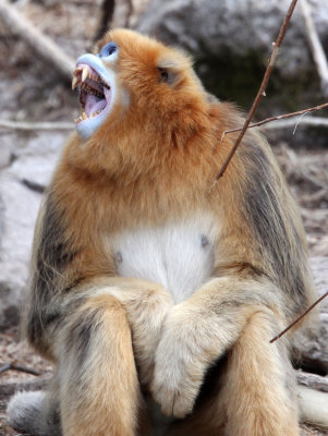 PRIMATE - MONKEY - GOLDEN SNUB-NOSED MONKEY - FOPING NATURE RESERVE, SHAANXI CHINA (85).JPG
